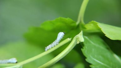 Photo of silkworm baby observation
