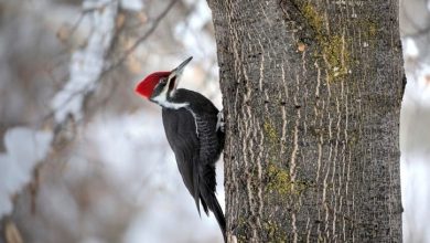 Photo of Woodpeckers and pests